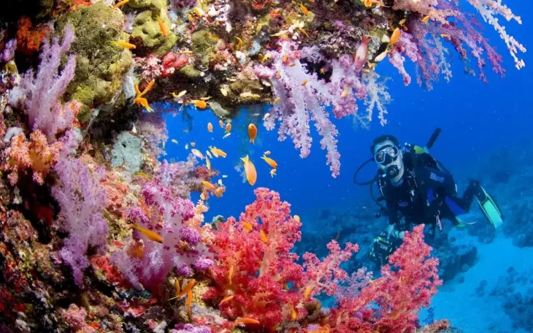 Dive Into the Underwater Wonders of the Tubbataha Reefs 